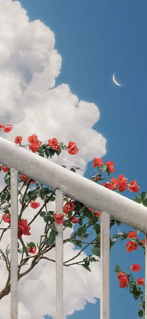 朋友圈背景图##ins手机壁纸简约可爱全屏无水印高清##女生头像情侣