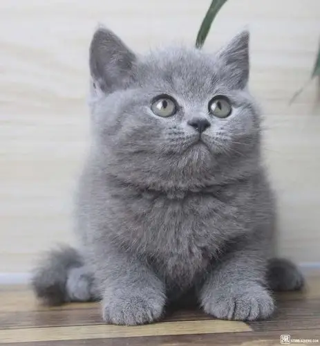 英短蓝猫现在两个月啦非常粘人的