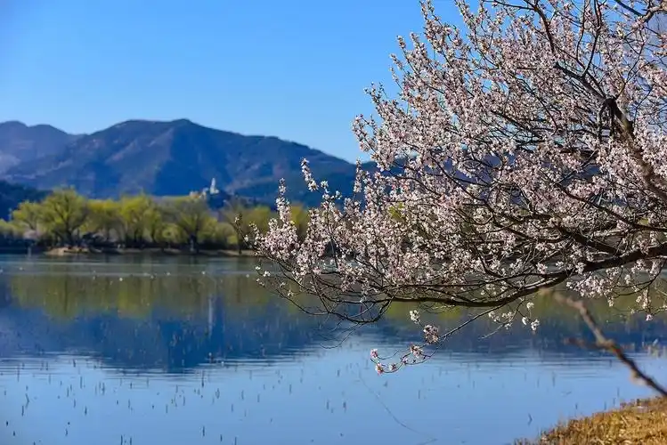 作品论坛>自然风景论坛>#花开春光寻美景#——颐和园西堤桃花0324>