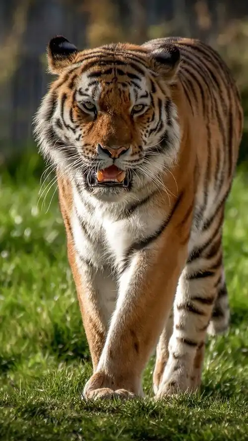 老虎走向你,草,野生动物 iphone 壁纸