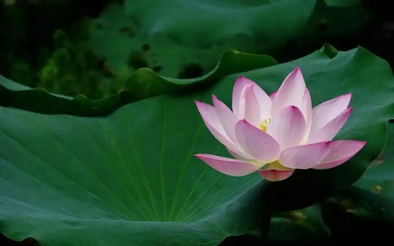 荷塘里鲜艳迷人的荷花