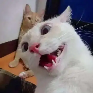 逗比猫狗头像图片 头像图片大全 -【爱个性】