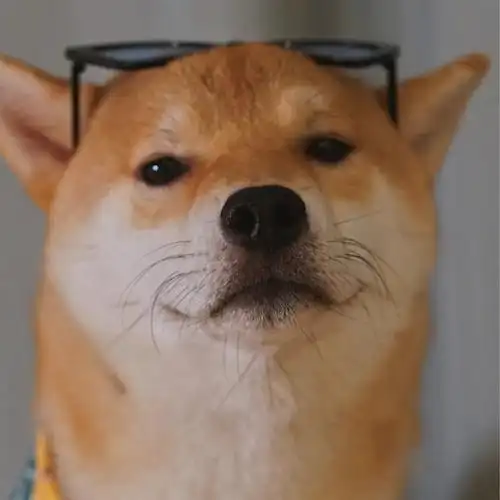 分享一组狗狗自拍头像