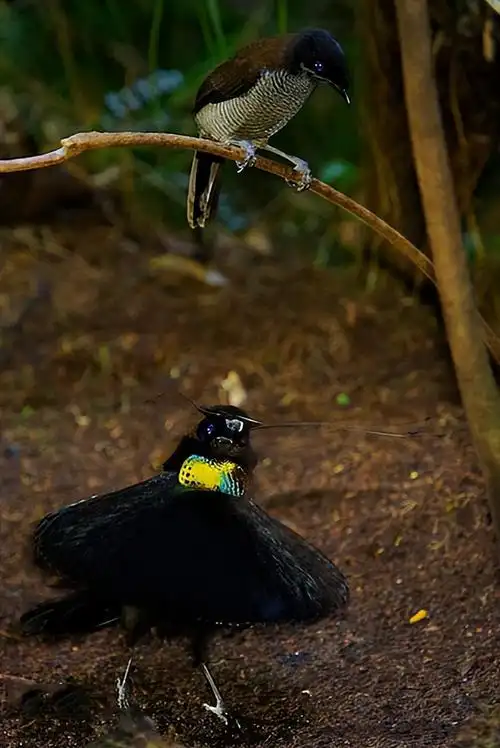 为什么说雄性阿法六线风鸟的求偶是鸟中最难的?它究竟干了什么?