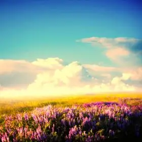 淡雅唯美薰衣草高清ppt背景图片