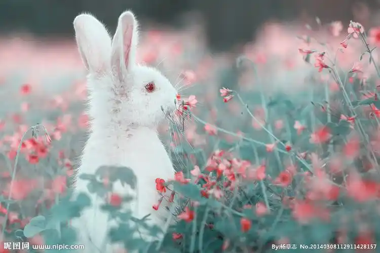 兔子 可爱摄影图__野生动物_生物世界_摄影图库_昵图网nipic.com