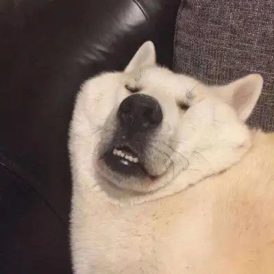 每天开心快乐点搞怪沙雕动物情侣头像一左一右