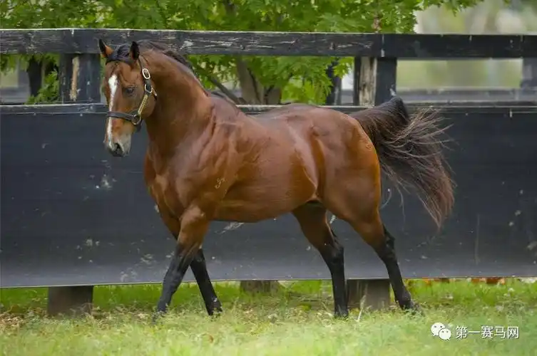 2017年澳洲种公马排行榜(最新版)出炉