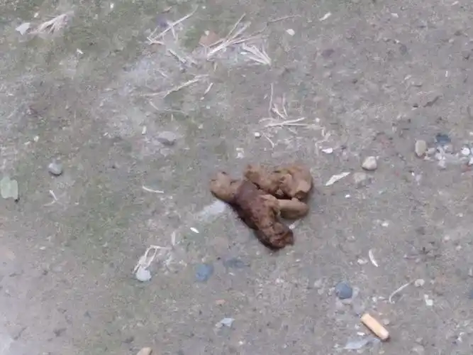 西关唐宫东路小区202号院内长时间到处都是狗屎