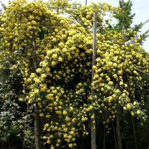 花姬庭院爬藤攀援植物七里香十里香木香蔷薇黄木香白木香盆栽木香花苗