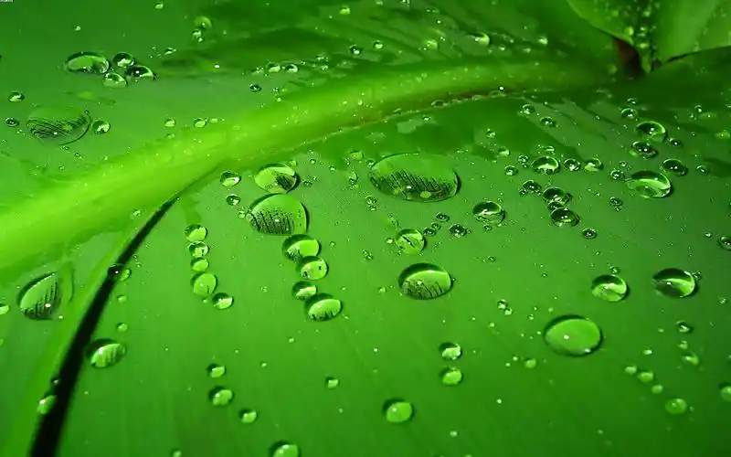 高清养眼绿色桌面壁纸1920x1200