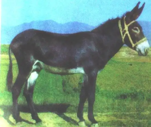 畜禽品种 >> 品种 >> 驴 >> 泌阳驴