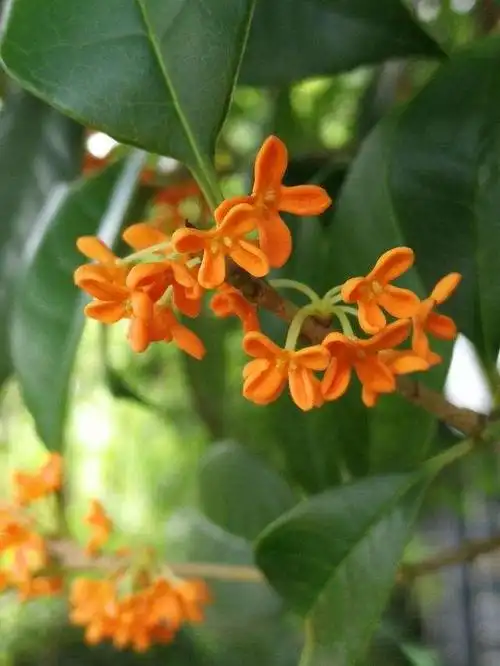 12个月有12种代表花,你出生的月份是什么花?