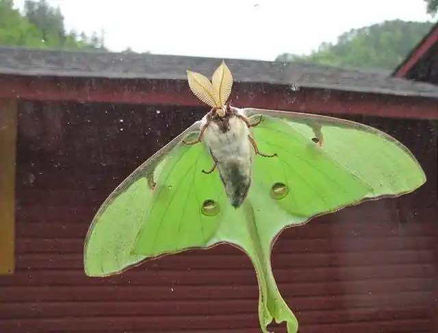 小伙以为捡到普通虫蛹,却孵出了大惊喜!