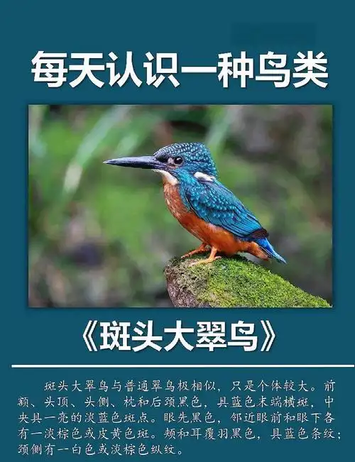 斑头大翠鸟:美貌与敏捷的捕鱼高手