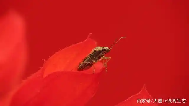 盲蝽,螽斯,蜗牛和堇堇菜