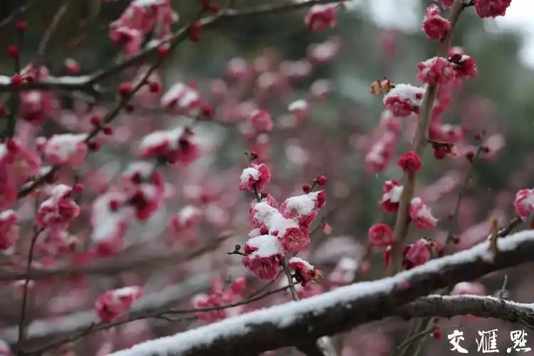 雪中梅花枝头俏