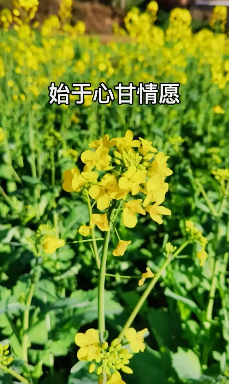 始于心甘情愿,终于愿赌服输,生不逢时,爱不逢人,希望以后抬头 - 抖音