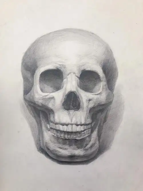 6466素描骷髅头临摹写生绘画