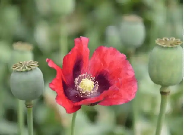 罂粟花高清大图