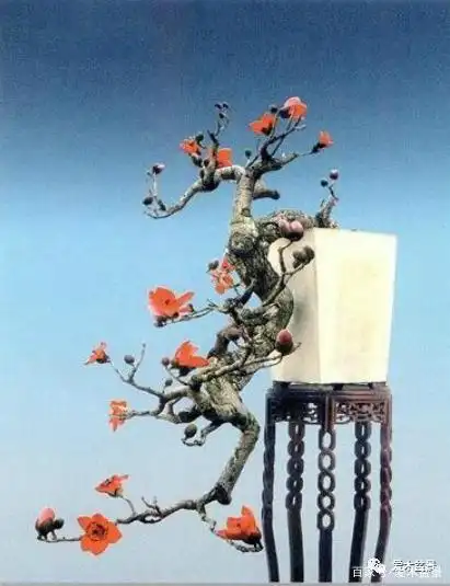 木棉花苍龙吐艳