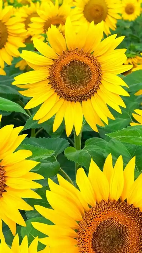 唯美迷人的向日葵风景