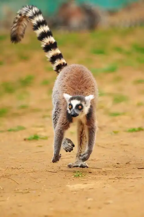 萌宠鉴赏春暖花开时节遇见动物最萌的样子