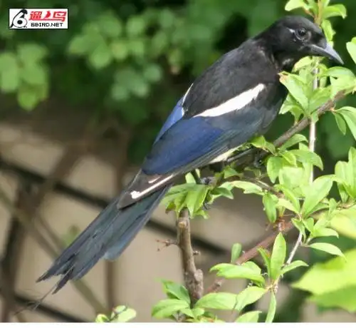 黑头 灰身体 蓝尾巴是什么鸟