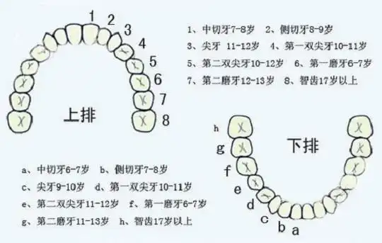 别等孩子的恒牙都烂完了才知道这个预防蛀牙的好办法