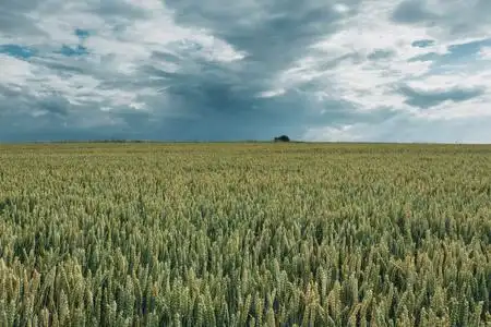 麦田画阴天的时候, 绿色的麦田.风景如画的戏剧性的天空.