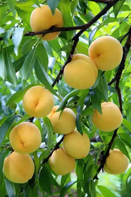 夏天的快乐不仅有西瓜,还有各种各样的应季水果,喜欢采摘水果