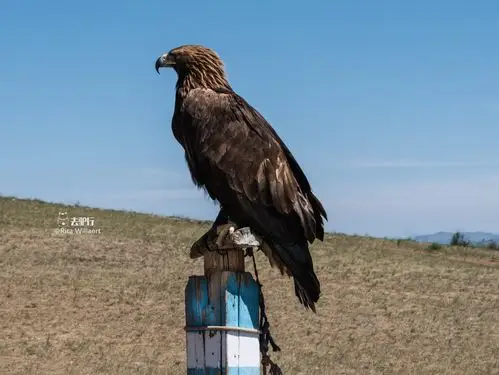 蒙古最古老的"职业":已有6千多年历史,目前面临消失