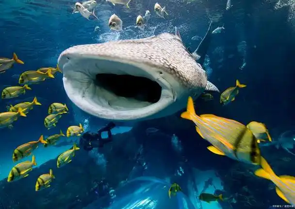 海洋动物也得喝水,但海水很咸,不能饮用,它们是如何喝到水的?