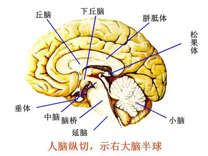 人脑的结构与功能ppt