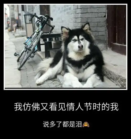 一个人的情人节 狗 我仿佛又看见情人节时的我 说多了都是泪