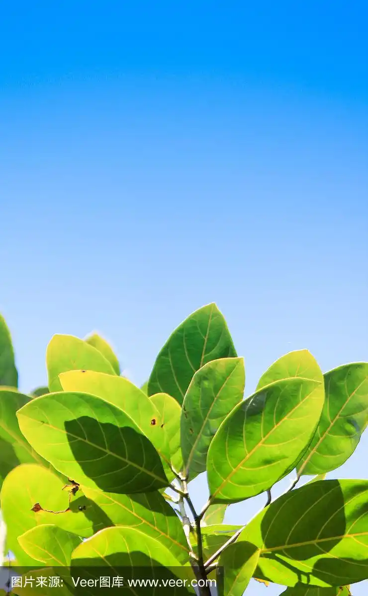 蓝天上的绿叶