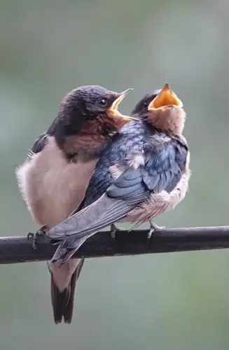 "双燕复双燕,双飞令人羡……".