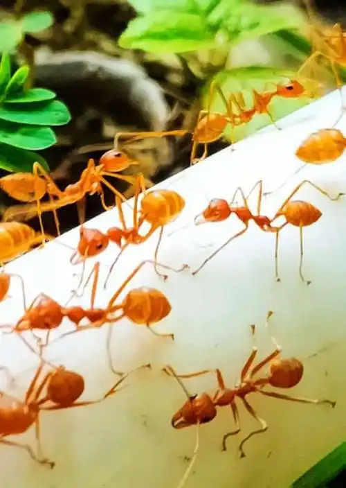 红火蚁侵入中国25省一窝能有30万只这种蚂蚁究竟有什么危害