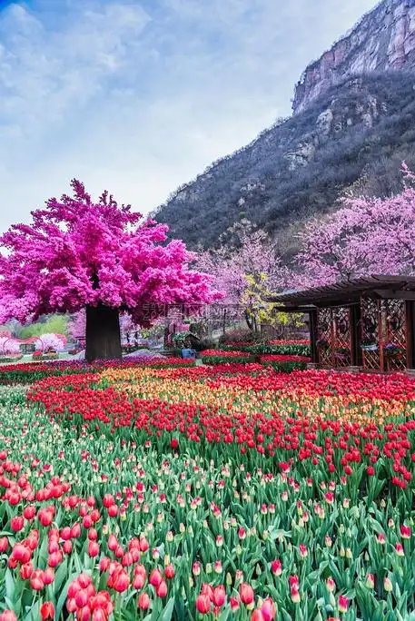 原创正版大自然花海摄影图素材,作品编号539838,作品分类自然风景