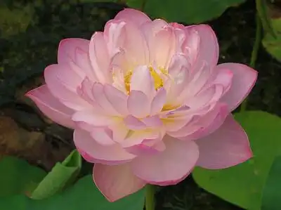 在佛教问世后,佛教徒也采取了以莲花为佛教的主要象征.