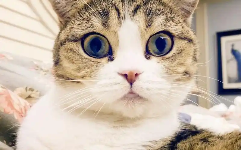 大眼萌猫美出天际,真是360度无死角啊无死角!