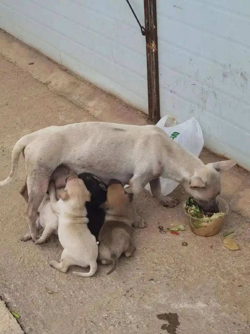 人生第一次帮狗挤奶.#农村土狗  #中华田园犬 #狗宝宝 # - 抖音