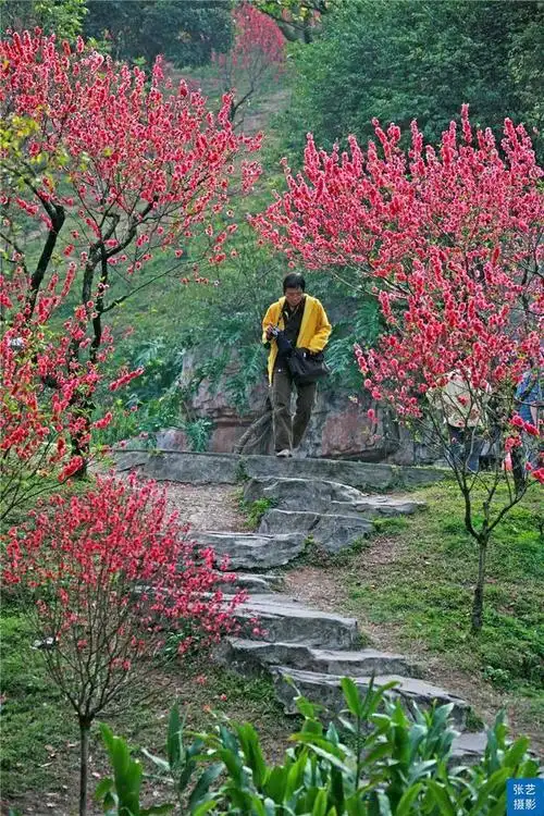 桃花源风景区旅游攻略图(赏桃花何须远行)(20)