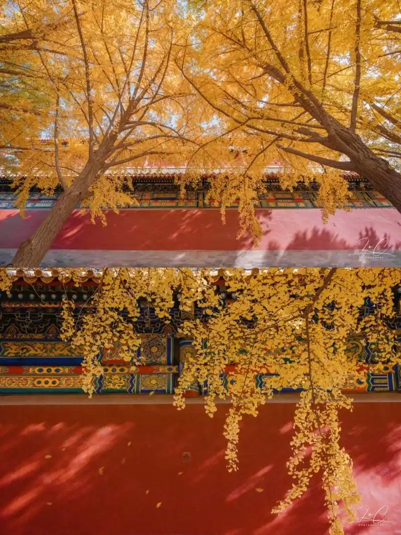 故宫的秋|十八槐银杏 进入午门后往西路走,穿过断虹桥到达十八槐,是