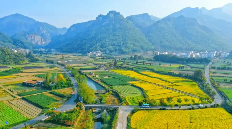 这个神秘古村,银杏一黄就美成颜值天花板,观赏期仅10天!_武义县