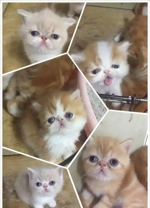 英短蓝猫公另售加菲