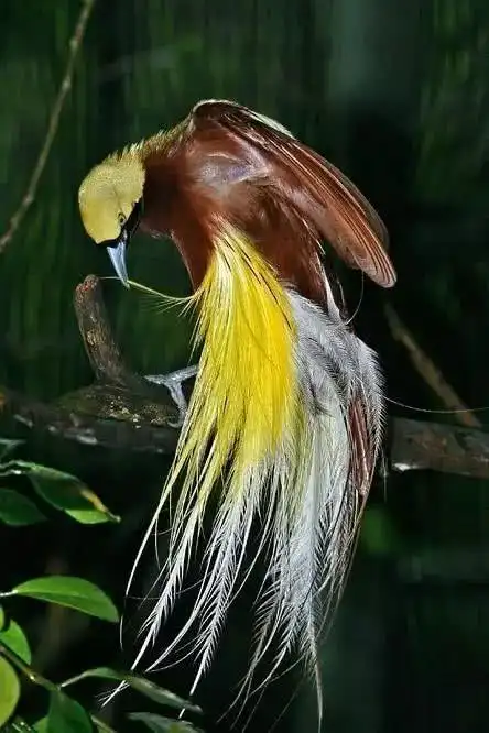 历来被世界一致公认为世界上最美的鸟,(产自新几内亚岛).