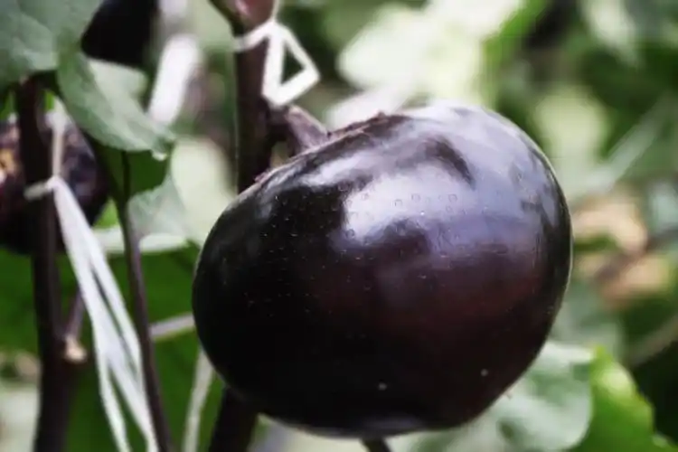 海泽田绿色蔬菜展示圆茄