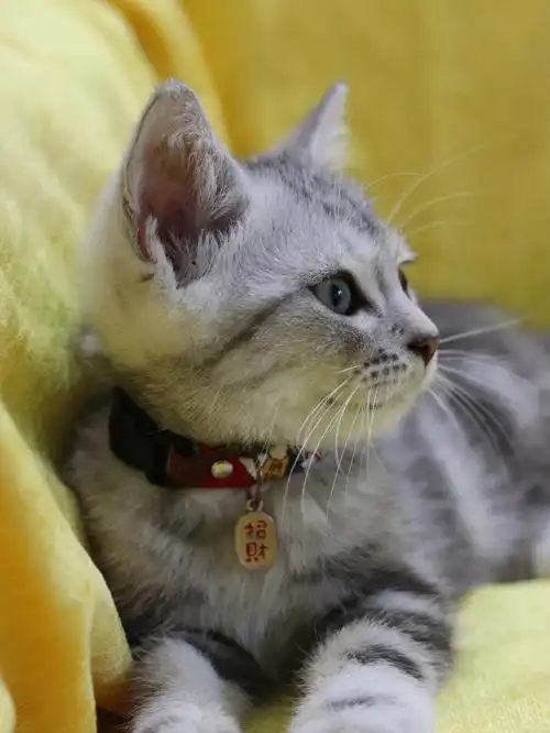 个多月大家觉得找个啥品种的童养媳好哈哈哈哈哈#猫咪日常  #猫咪配种