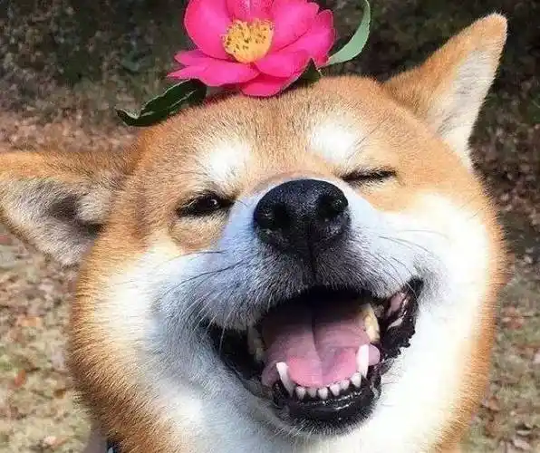 这只叫做"北登"的柴犬,它的笑容被无数人喜爱并做成表情包.